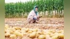 红砂地里刨出“金蛋蛋”　甘肃皋兰地方口粮行销全国