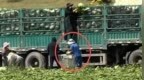 共愤和严惩居然堵不死“甲醛白菜”，那么如何堵死它？