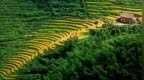 神农种业封死20CM涨停，种业板块强势领涨
