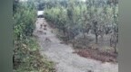 宣城一梨园遭约两百只野猴频繁袭扰，果农称损失近万斤