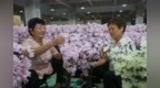 乡村车间开出“永不凋零的春天” 柘城仿真花漂洋过海俏销海外