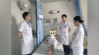 炎症“风暴眼”里的生死竞速：一块小结石引爆全身“海啸”  ——龙岗区第七人民医院多学科协作成功救治重度尿源性脓毒血症休克患者