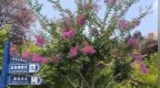 谁道花无红百日 高新街头紫薇浪漫超长待机