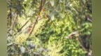 德兴秋季山林首现蓝冠噪鹛身影 被誉为“鸟中大熊猫”