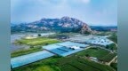 一颗匠心，四十年创新求索——大泽山葡萄产业40载科技赋能与品种迭代之路