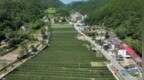 镇安抓实秋粮“一喷多促”统防统治 扛牢粮食安全政治责任