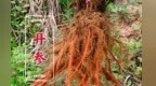 一株丹参撬动亿元产业　甘肃庄浪守着“天然药库”