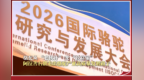 从“老伙计”变“致富宝”｜阿拉善右旗走出骆驼产业高质量发展路子