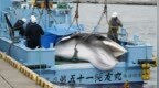 冰岛准备永久停止捕鲸，压力给到挪威和日本
