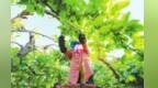 甘肃嘉峪关早酥梨上市