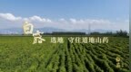白露选地，守住道地山药