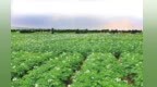 一颗土豆的蝶变“密码”　在甘肃定西可以找到答案