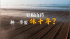 铁棍山药种一季要休十年？