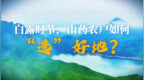 白露时节，山药农户如何“选”出好地？