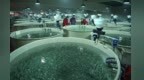 甘肃玩转“渔”乐圈　“高冷”美食圈粉海外吃货