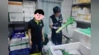 严防“染色菜”上桌 中山西区开展莴笋流通环节专项检查