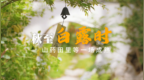秋至白露时，山药田里等一场成熟