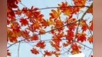 一束花的浪漫　永远不分年龄