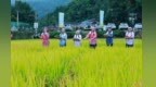 金风拂沃野　甘肃康县田间赛事乐享丰收喜悦