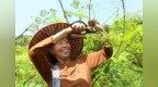 泰和县：中药材采收忙（图）