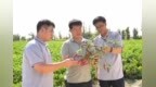 专家施技企业订单托底　甘肃金塔这片火辣映红致富路