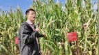 昭苏县举办青贮玉米品种筛选种植成果观摩会 激活农牧发展新动能