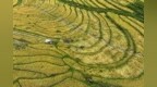 宜丰县：高山梯田收割忙（图）