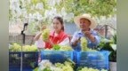 甘肃武都小果园铺就增收路