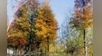 天气微凉，要入秋了？萍乡往年在10月3日左右正式入秋