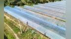 会昌县：大棚盖膜 助力秋收秋种（图）