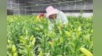 从靠天吃饭到数字种花　兰州新区高原鲜花香飘全国