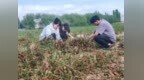 乌什县：志愿服务助秋收 为民解忧暖人心