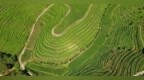 德兴市：高山茶园美景如画（图）