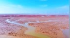 东营利津：金秋海滩披红毯 生态壮美入画来