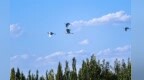 白鹭翩跹绘敦煌秋景
