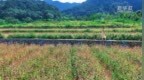瞰中国丨福建新罗：在东堀村遇见山野浪漫