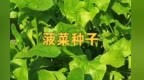 一块土地变现“三份收入”　甘肃玉门菠菜种子有大能量