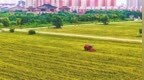 定鼎门遗址博物馆宁人坊展示区谷子迎来丰收开镰