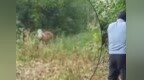 淮南一黄牛受惊乱窜村内撞伤两人，特巡警火速赶到现场将其击毙