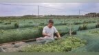 万年县：网箱养鳝获丰产（图）