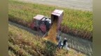 山东邹平：抢收玉米 颗粒归仓