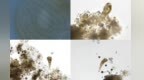 鄱阳湖流域发现一全球新物种“九江喇叭虫”