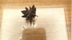 女子称超市买的八角数出13个角，一查竟是剧毒莽草