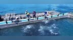 凤凰视察｜在深海与村镇之间：汕尾城区海洋牧场的第三种空间