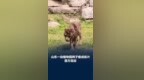 山东一动植物园狮子瘦成纸片