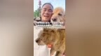 11岁半网红金毛“大酸奶”离世 临终前全身瘫软，不愿回窝 主人：它年老体衰走得很突然 查出胰腺炎、肾衰等疾病