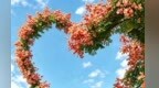花开栾树映山城　甘肃两当秋日诗意浓