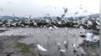江西万载：白鹭翩跹生态美（图）