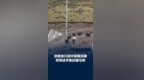 游客目睹牧民徒手驱赶藏马熊