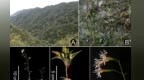 江西发现植物新种，被评估为极危，目前仅在章江源省级自然保护区小范围发现